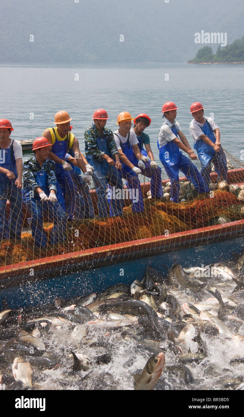 Gruppo pescatori tirando la pesca net insieme sulla barca, area del Lago di Qiandao (migliaia di isola lago), Jiande, nella provincia di Zhejiang, Cina Foto Stock