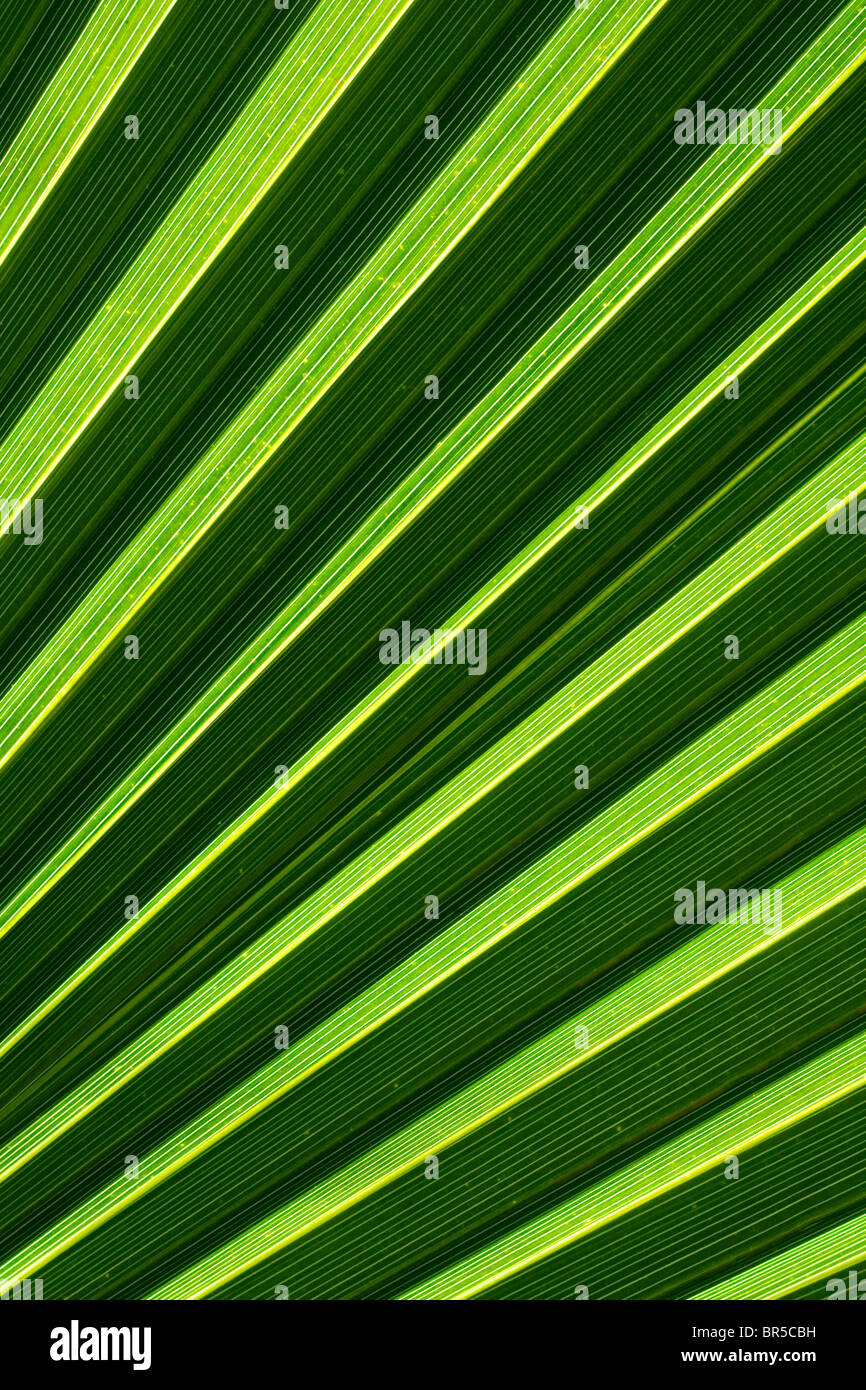 Primo piano di una foglia di palma Foto Stock