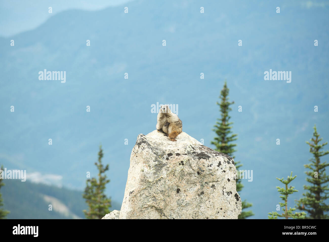 Annoso marmotta (Marmota caligata). Monte Blackcomb Whistler, BC, Canada Foto Stock