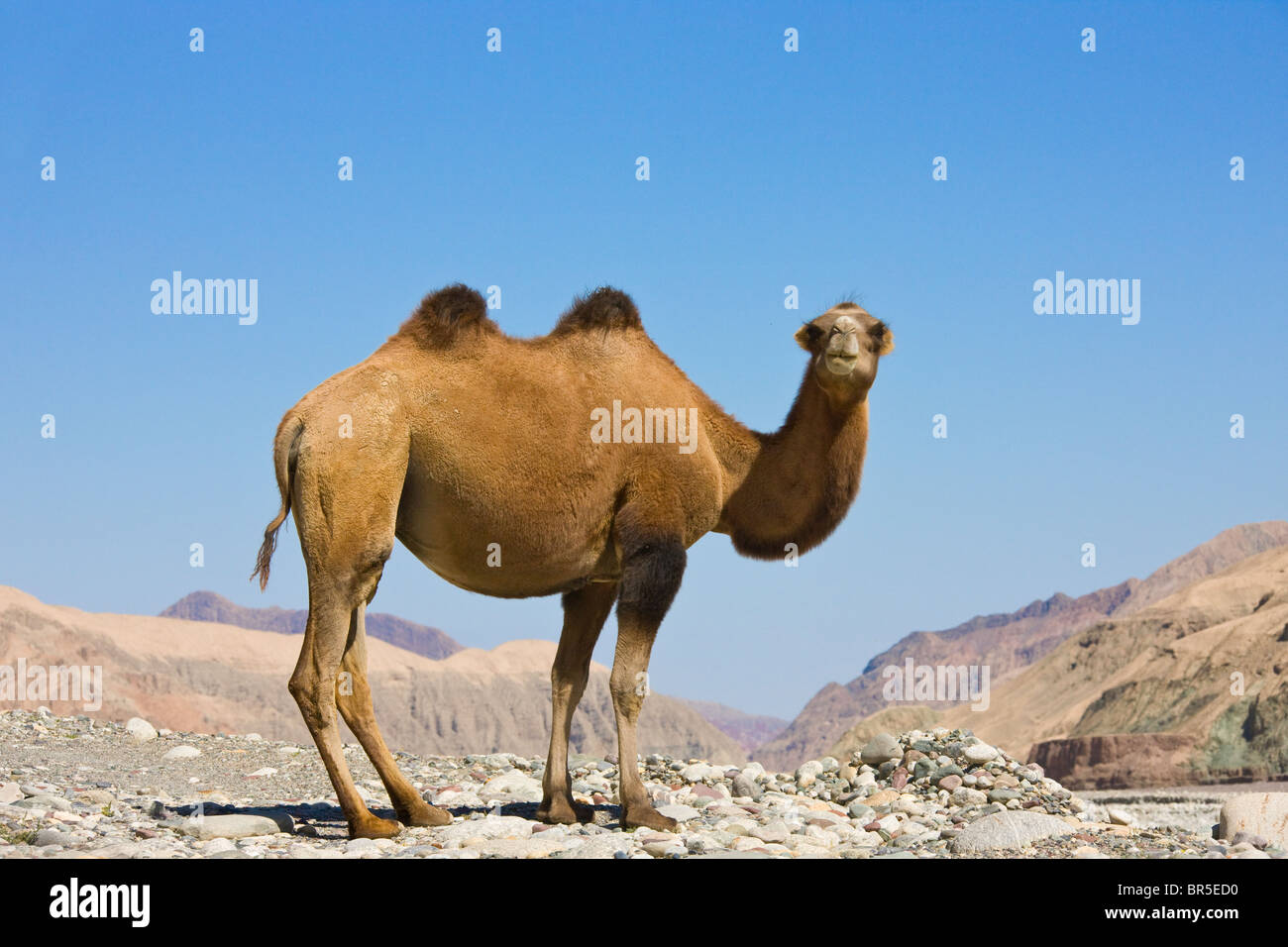Camel nel Karakoram, altopiano del Pamir, Xinjiang, Cina Foto Stock