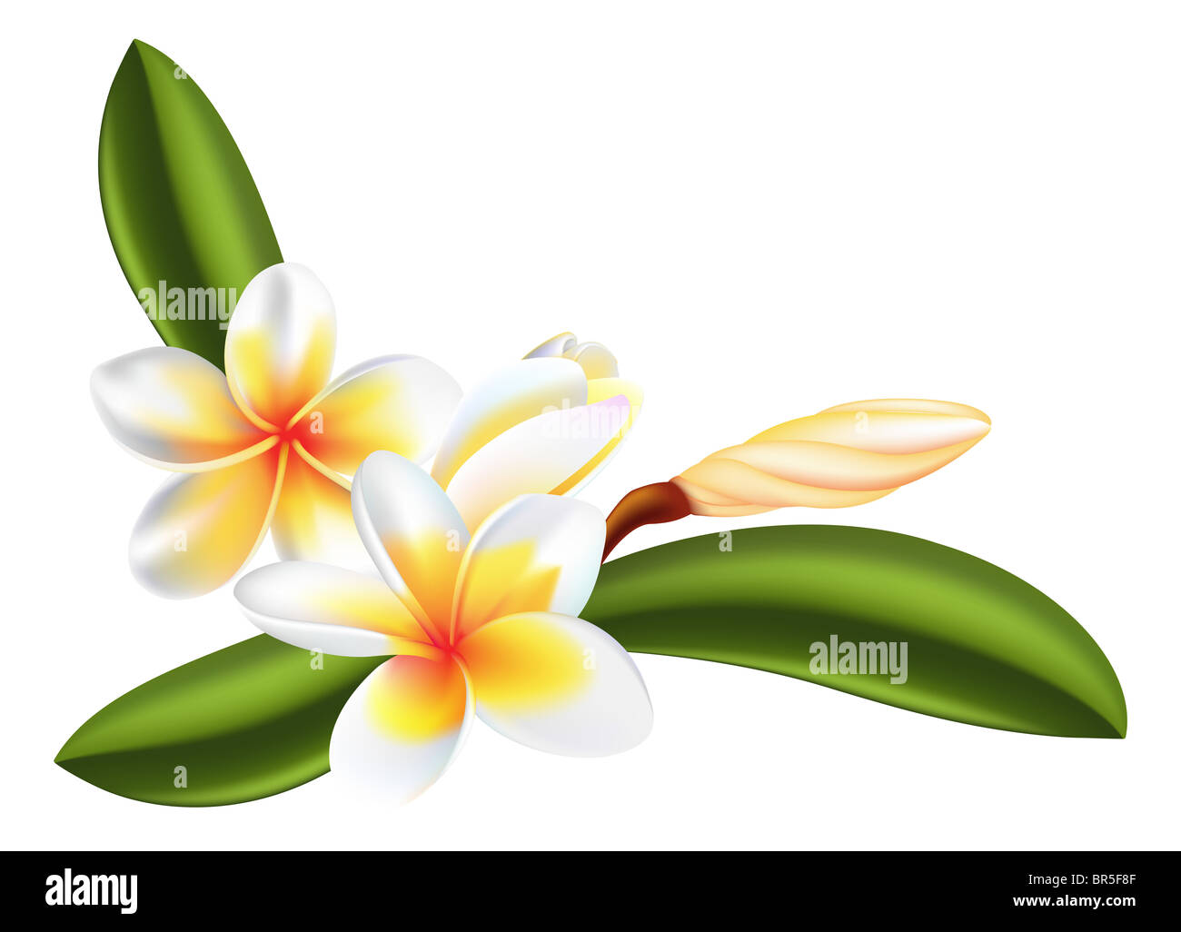 Illustrazione della bella frangipani o fiori di plumeria Foto Stock