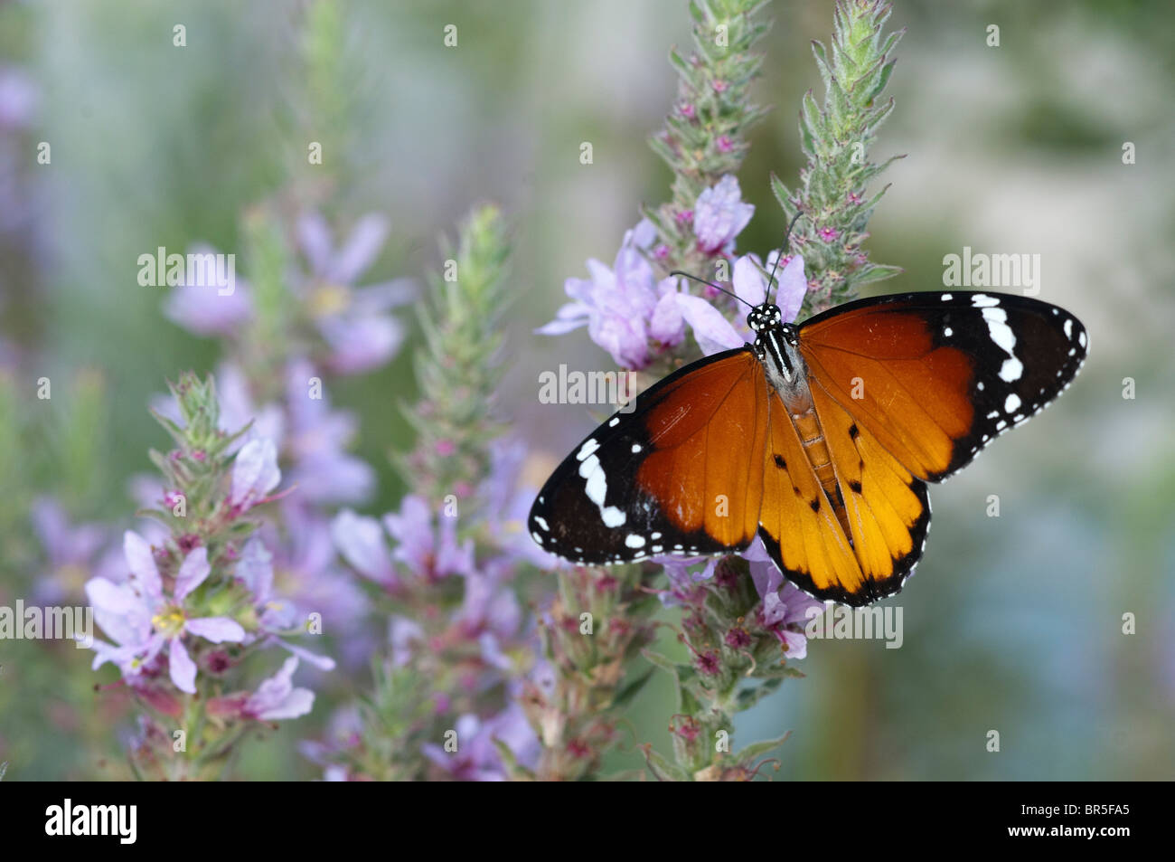 Close up di una pianura Tiger (Danaus chrysippus) AKA africana di farfalla monarca shot in Israele, Agosto Foto Stock