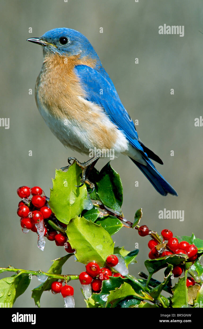 Eastern Bluebird maschio appollaiato su Holly Sialia sialis Eastern USA, di Skip Moody/Dembinsky Photo Assoc Foto Stock