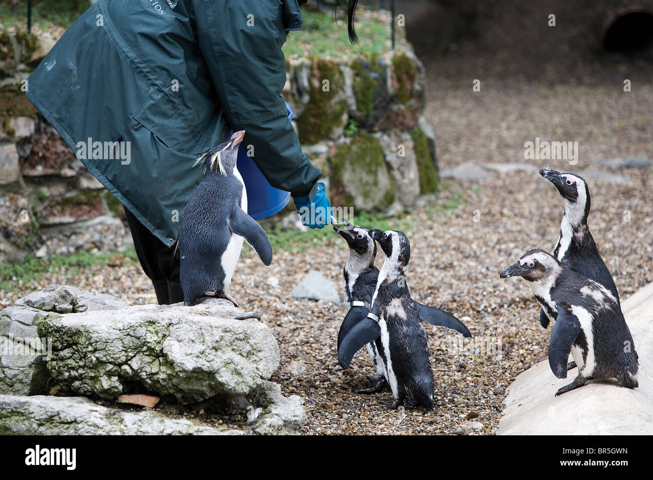 Un custode dello zoo è la alimentazione dal pesce quattro Blackfooted i Penguins africani, Spheniscus demersus, e un pinguino saltaroccia. Foto Stock