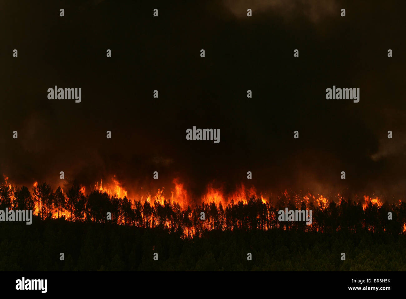 Un wildfire infuria in una foresta Foto Stock