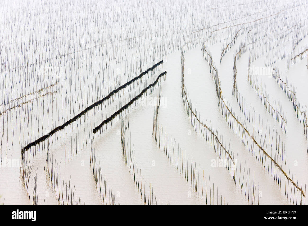 Canne di bambù per essiccare le alghe, il Mar della Cina orientale, Xiapu, Fujian, Cina Foto Stock