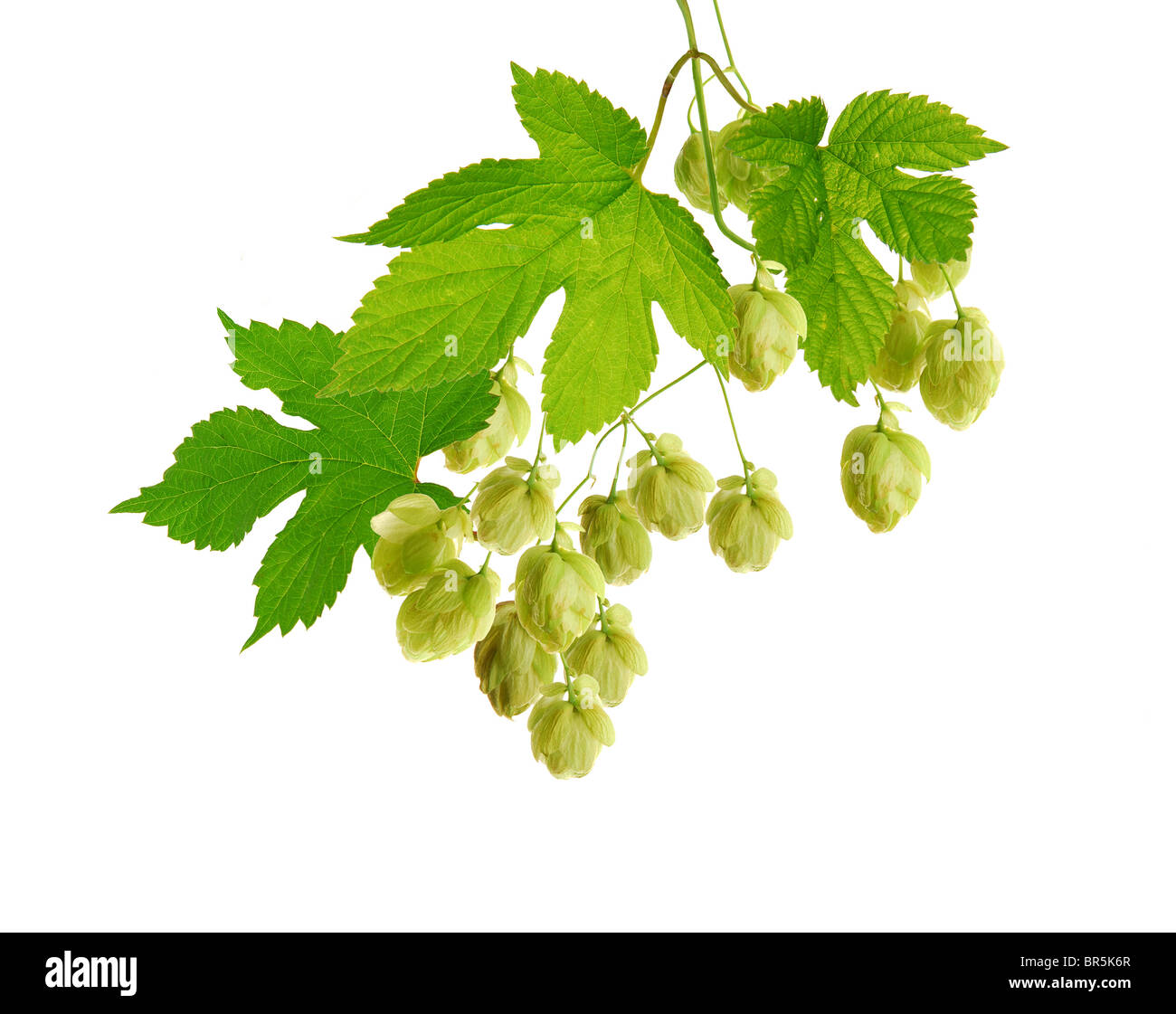 Impianto di hop con i coni Foto Stock