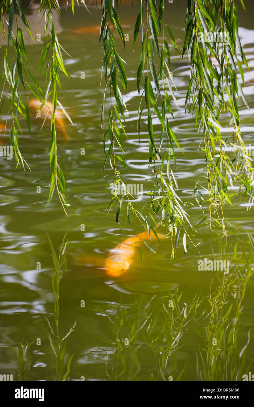 Oro di pesce nello stagno, il Giardino di Yuyuan, Shanghai, Cina Foto Stock