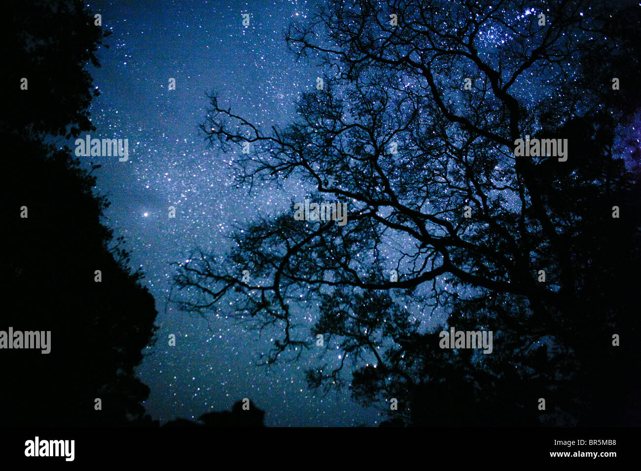 Albero canopy e cielo stellato Foto Stock