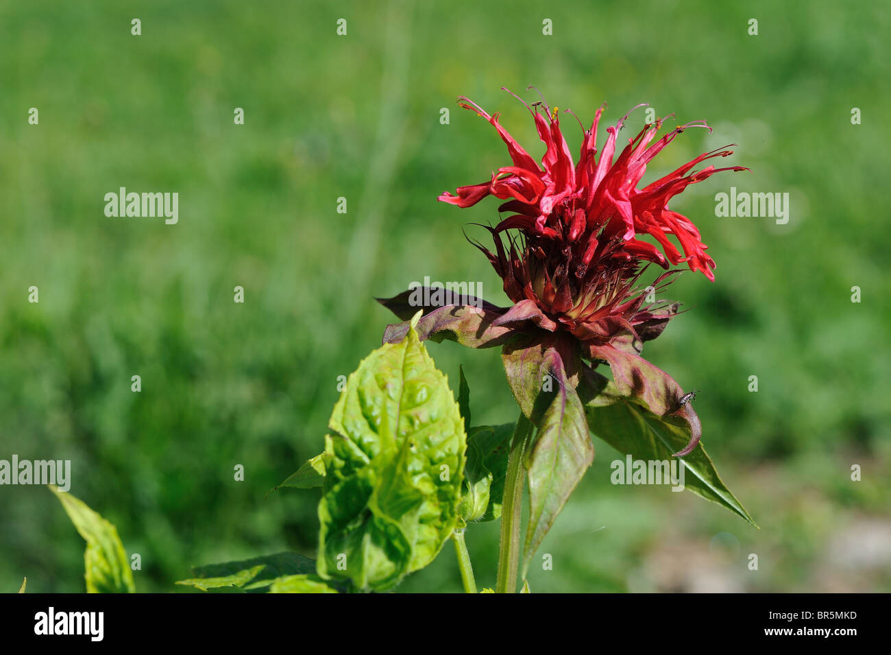 Corona viola Bergamotto - Scarlet Beebalm - Scarlet Monarda - Crimson Beebalm - Oswego tea (Monarda didyma) Fioritura in estate Foto Stock