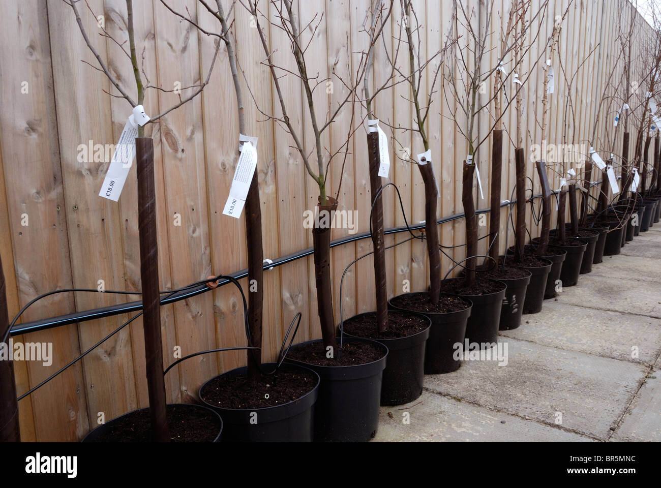 Alberi ornamentali in vendita presso un centro giardino in vasi con un sistema di irrigazione attaccato. Foto Stock Alberi ornamentali in vendita presso un centro giardino in vasi con un sistema di irrigazione attaccato. Foto Stock