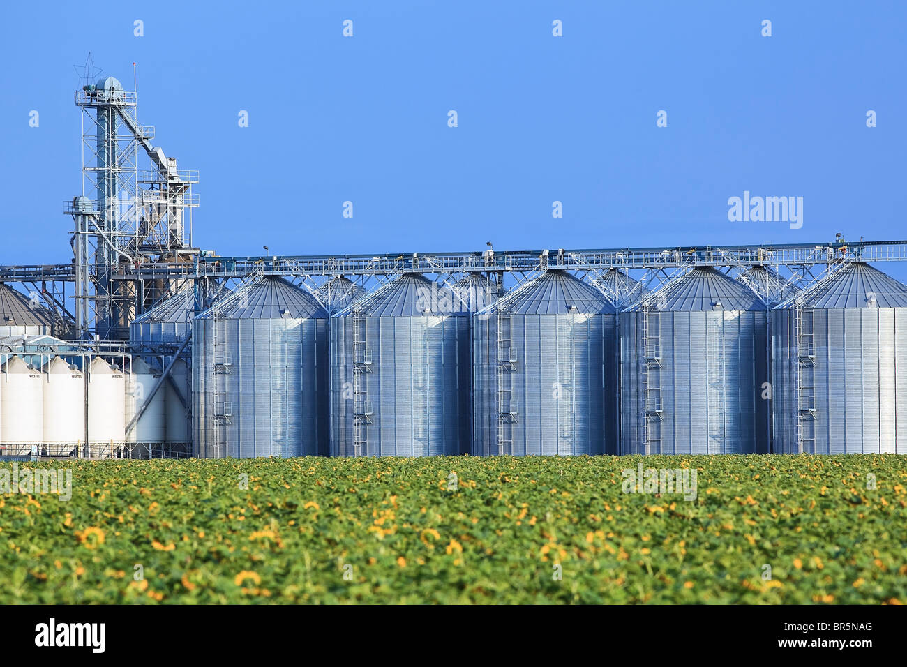 Entroterra terminale di granella con girasole raccolto sul campo in primo piano. Rathwell, Manitoba, Canada. Foto Stock