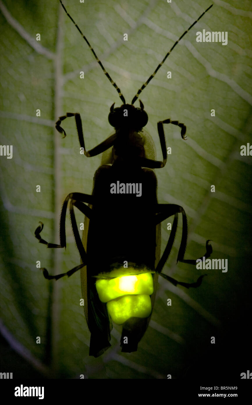 La lucciola lampeggiante a notte - Lightning Bug Foto Stock