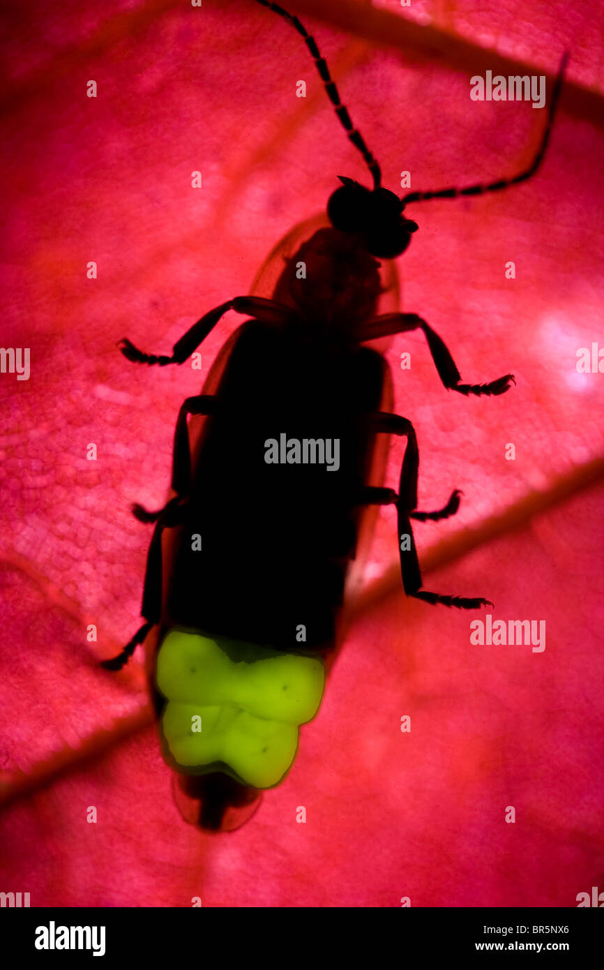 La lucciola - Bug fulmine lampeggiante Foto Stock