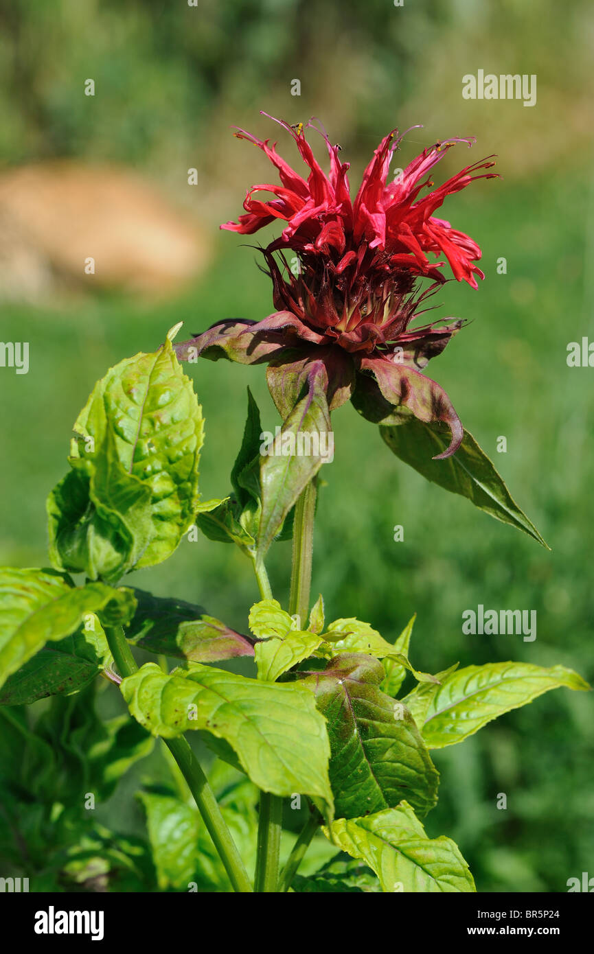 Corona viola Bergamotto - Scarlet Beebalm - Scarlet Monarda - Crimson Beebalm - Oswego tea (Monarda didyma) Fioritura in estate Foto Stock