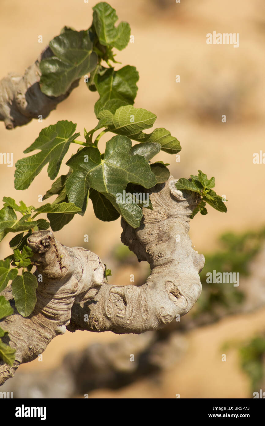 Fig Tree (Ficus carica) con nuove foglie Foto Stock