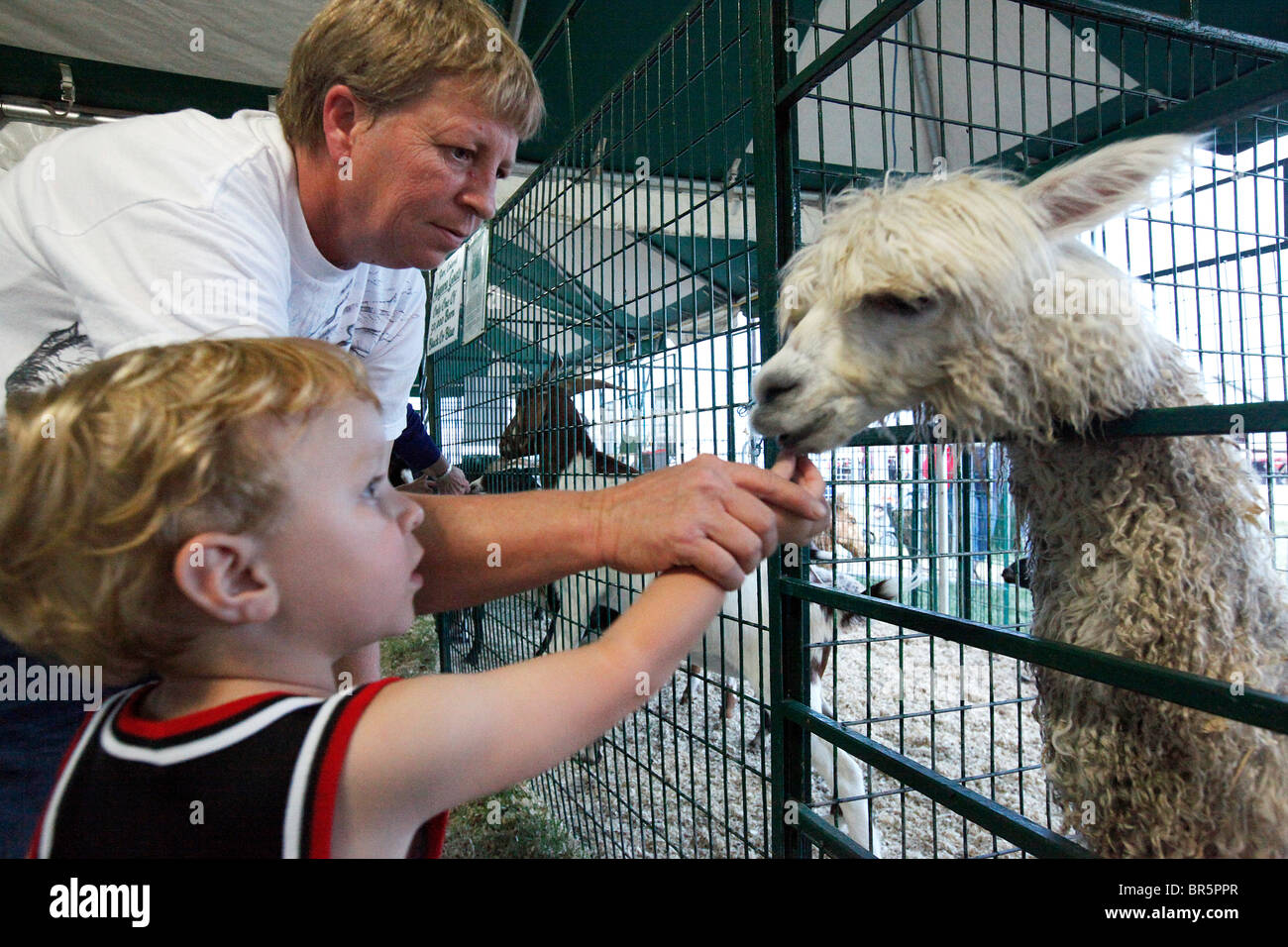 Kathy Malock e nipote Lucas alimentazione Malock alpaca in Woody di serraglio tenda durante il SEMO Fiera District Mercoledì, Foto Stock