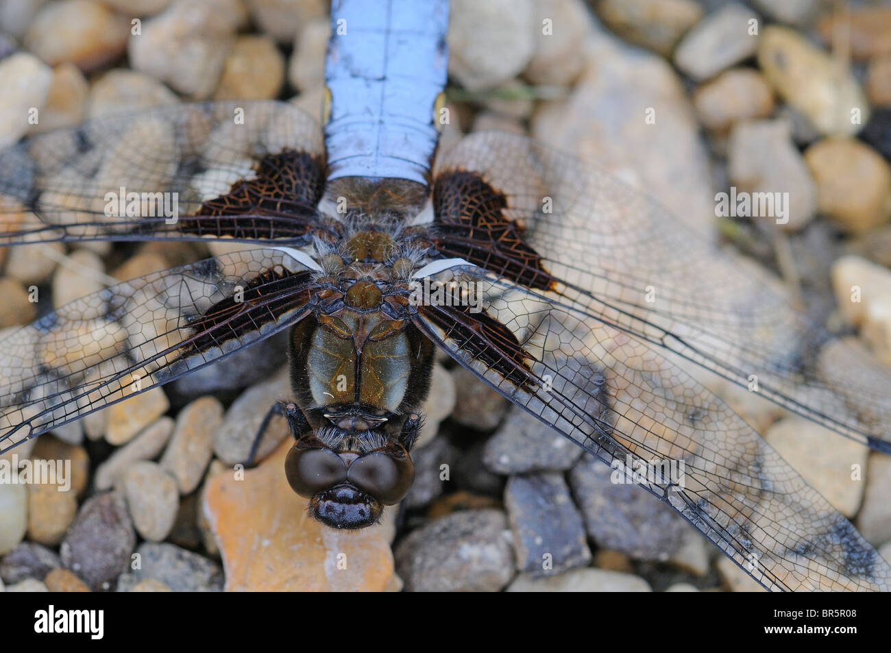 Ampia corposo Chaser Dragonfly (Libelulla depressa) close-up dei maschi di testa e torace dal di sopra, Oxfordshire, Regno Unito. Foto Stock