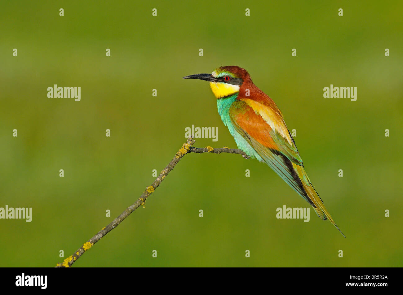 Unione Gruccione (Merops apiaster) arroccato su ramoscello, Bulgaria. Foto Stock