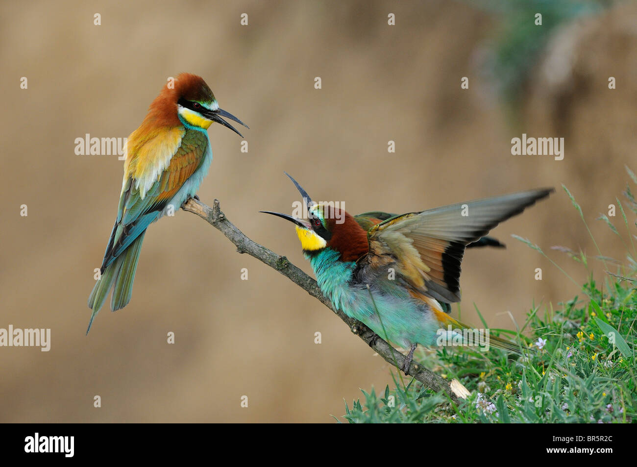 Unione Gruccione (Merops apiaster) coppia arroccato su ramoscello liti, Bulgaria Foto Stock