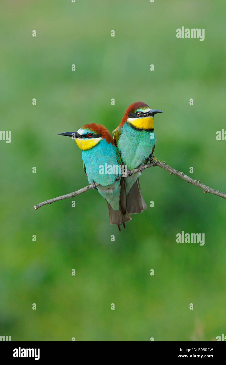 Unione Gruccione (Merops apiaster) coppia arroccato insieme sul ramoscello, Bulgaria Foto Stock