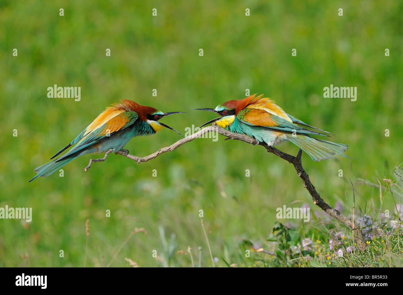 Unione Gruccione (Merops apiaster) coppia litigando sul ramo, Bulgaria Foto Stock