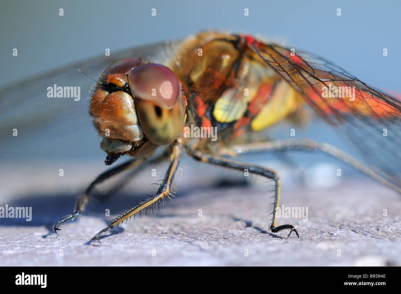 Common Darter Dragonfly (Sympetrum striolatum) appoggiato sulla roccia, close-up di testa e torace, Oxfordshire, Regno Unito. Foto Stock