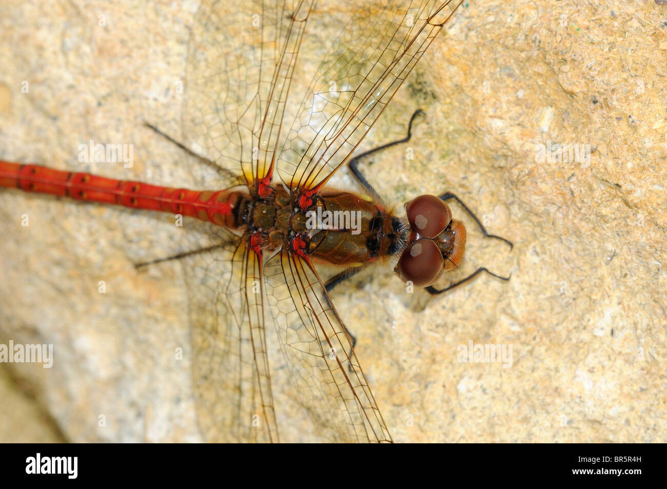 Common Darter Dragonfly (Sympetrum striiolatum) close-up di testa e torace dal di sopra, Oxfordshire, Regno Unito. Foto Stock