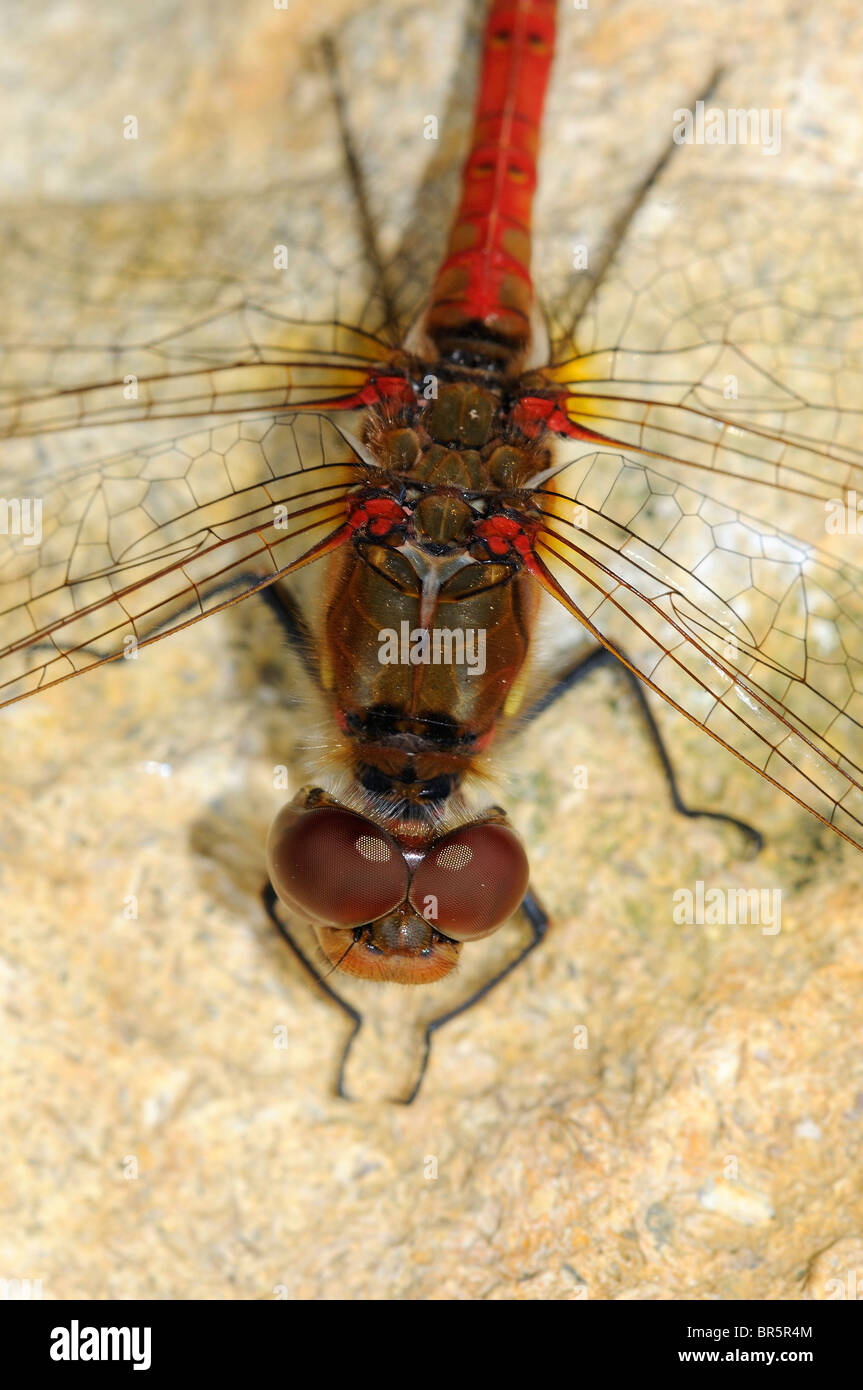 Common Darter Dragonfly (Sympetrum striolatum) close-up di testa e throrax dal di sopra, Oxfordshire, Regno Unito. Foto Stock