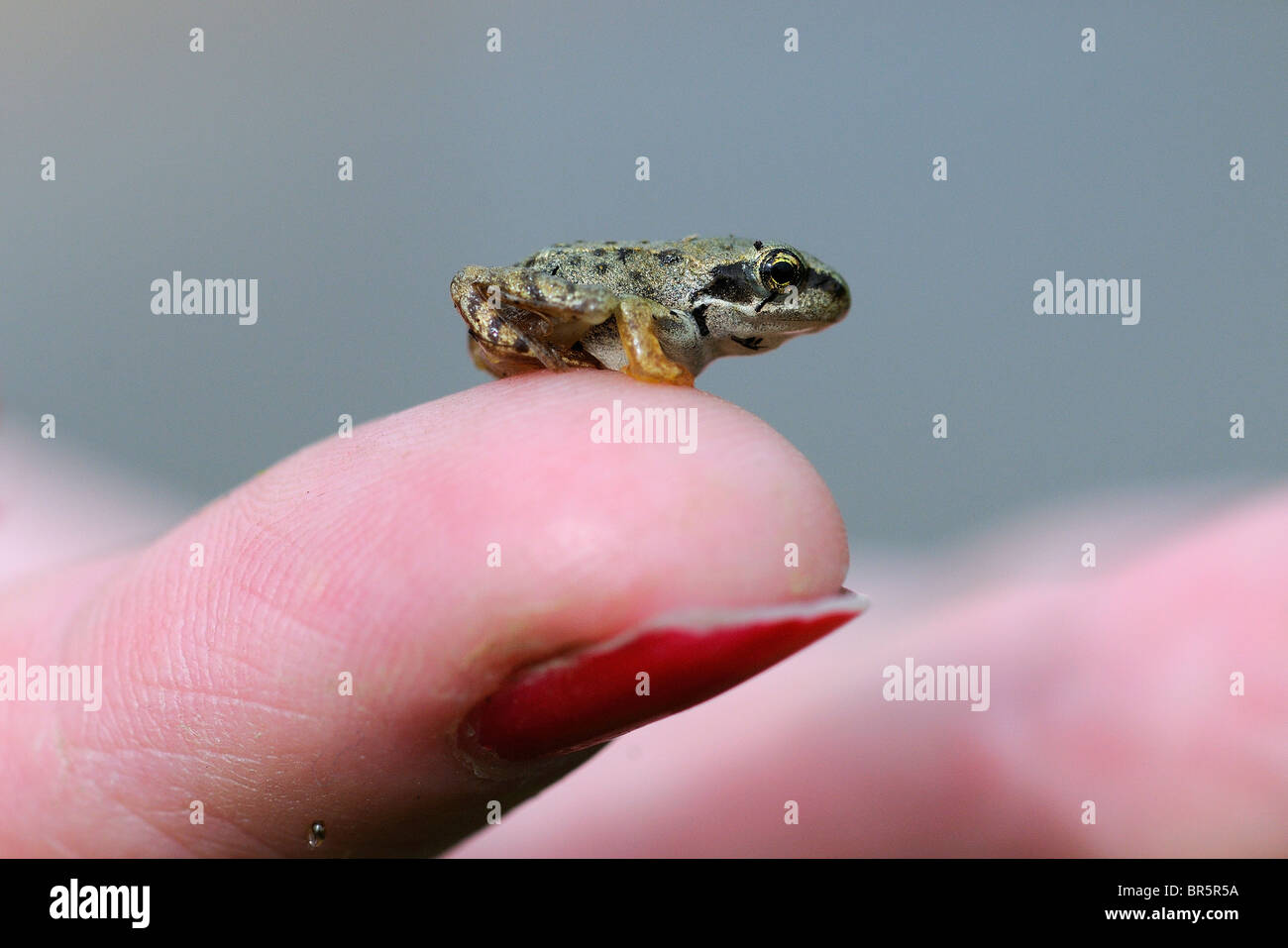Rana comune (Rana temporaria) piccoli froglet udienza del dito umano, Oxfordshire, Regno Unito Foto Stock