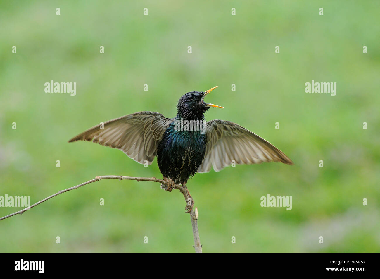 Starling comune (Sturnus vulgaris) appollaiato sul ramo, chiamando con ali distese, Bulgaria Foto Stock
