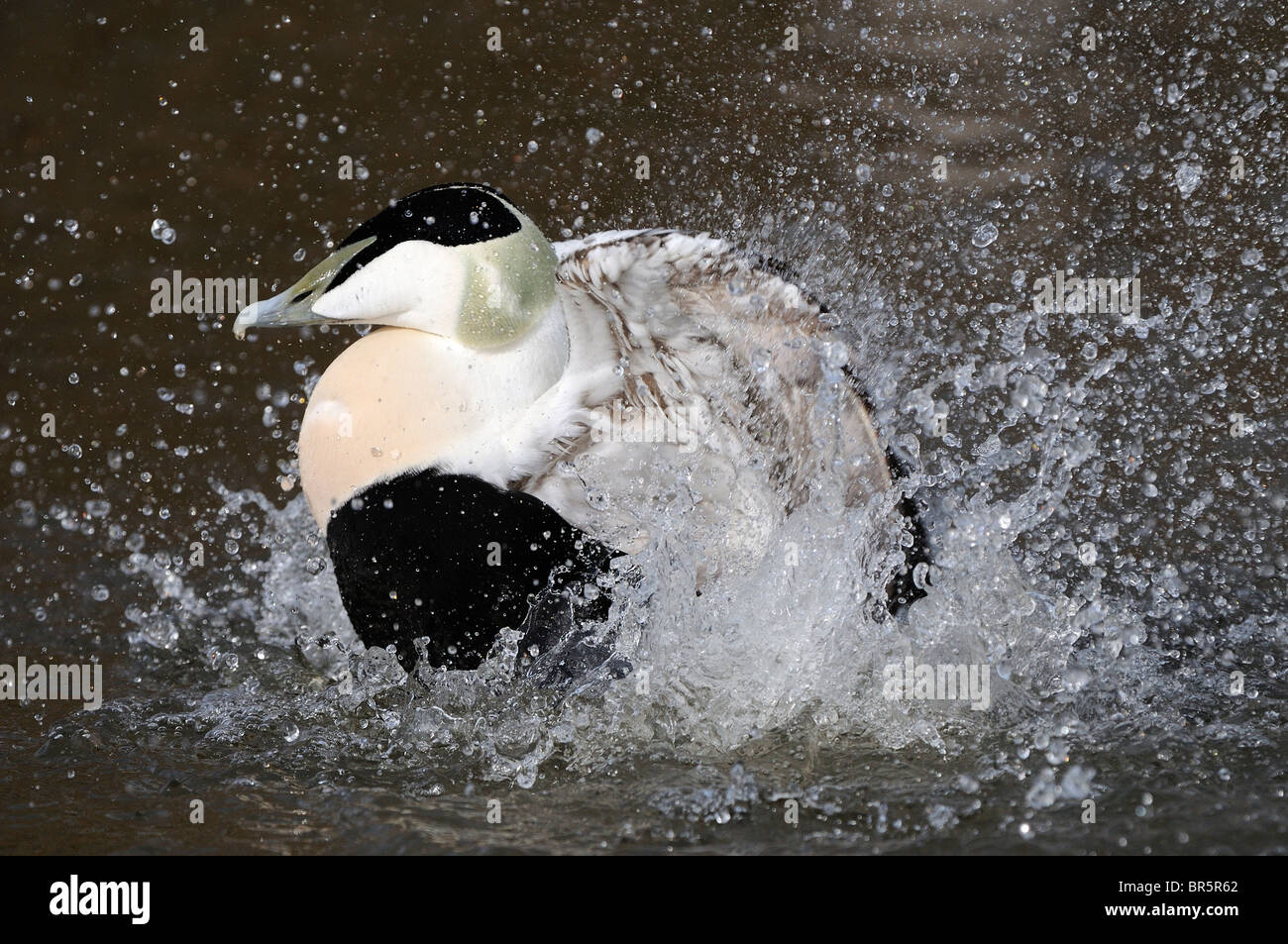 Unione Eider Duck (Somateria mollissima) maschio balneazione, Slimbridge, UK. Foto Stock
