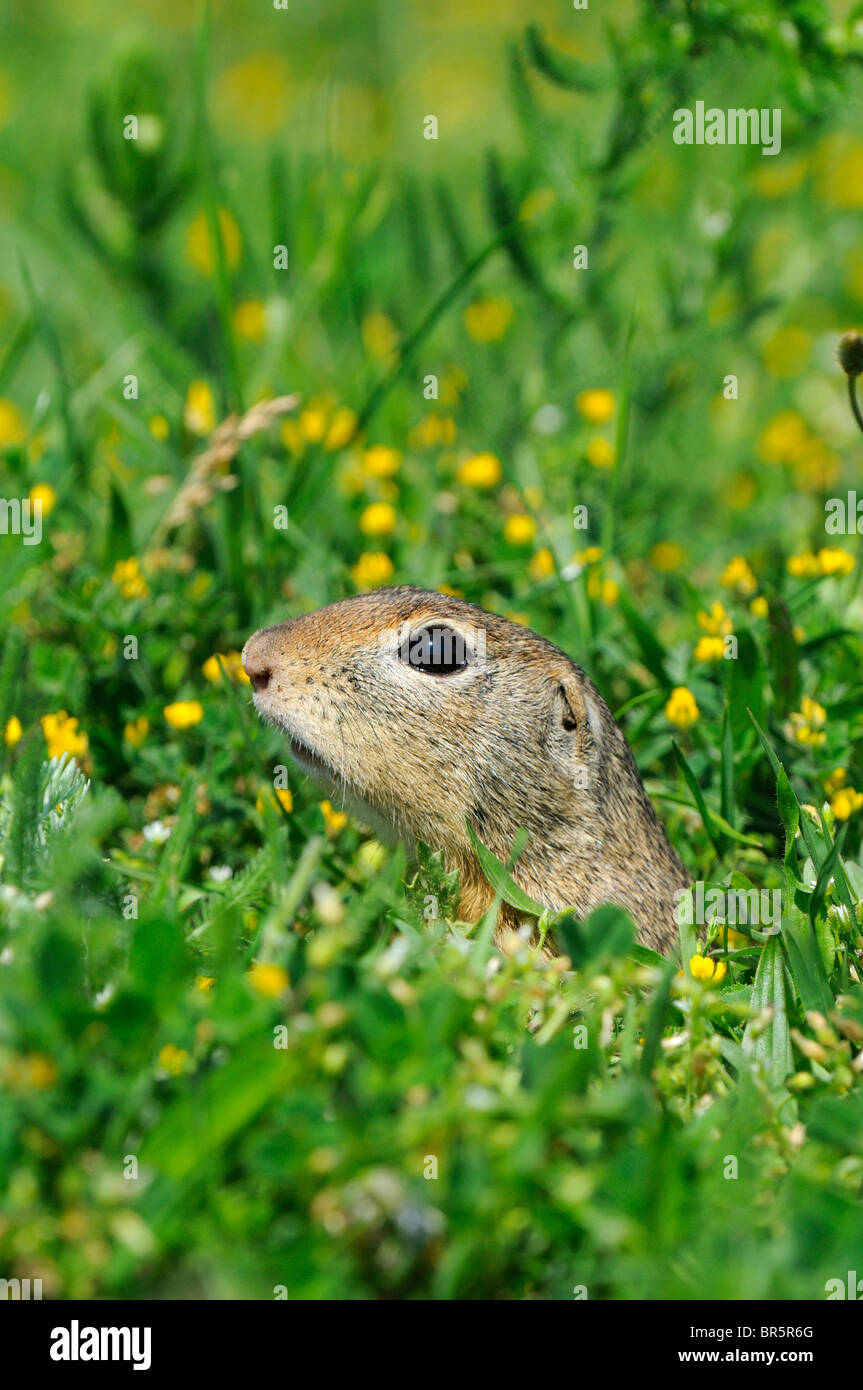 Souslik europeo (Spermophylus citellus) Il peering fuori dalla tana, Bulgaria Foto Stock