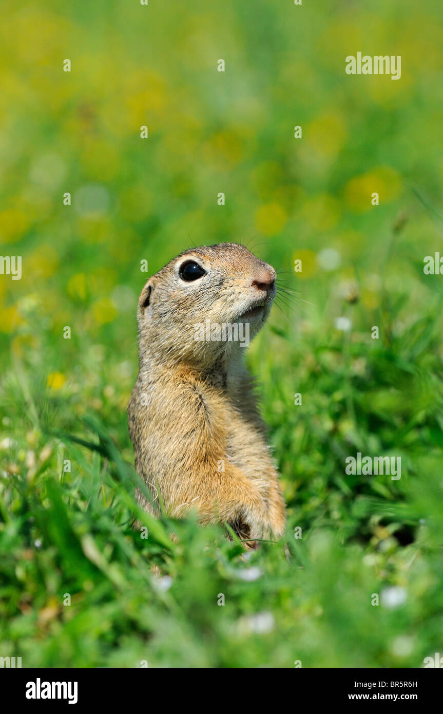Souslik europeo (Spermophylus citellus) Il peering fuori da ingresso al burrow, Bulgaria Foto Stock