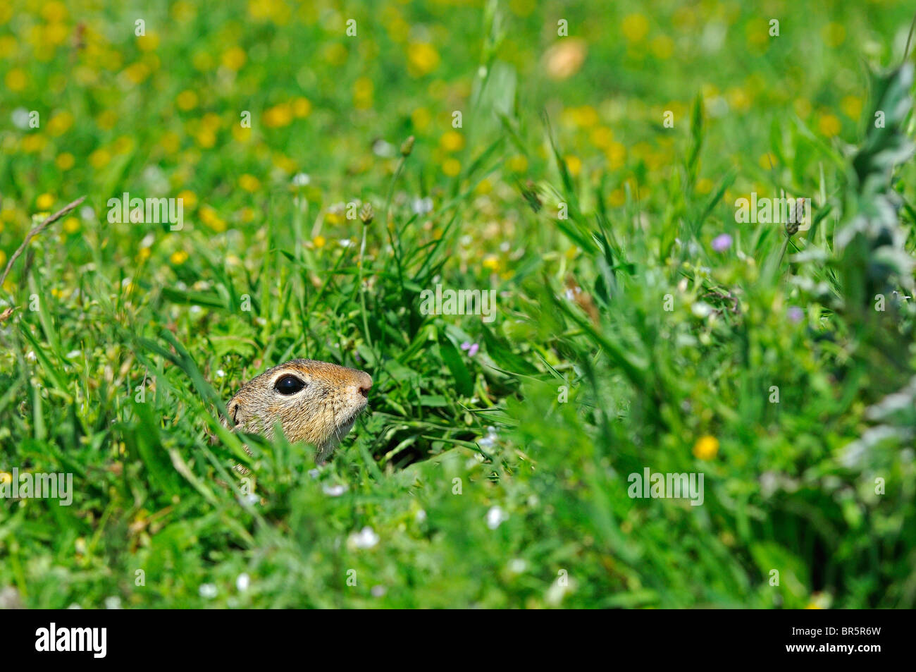 Comunità Souslik (Spermophylus citellus) testa fuori di peering da ingresso al burrow, tra la vegetazione, Bulgaria Foto Stock
