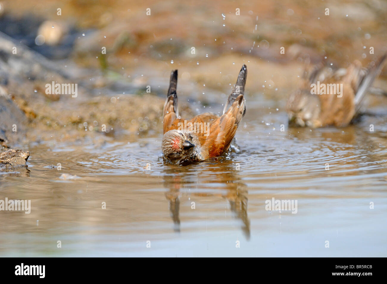 Linnet (Carduelis cannabina) maschio di balneazione in acqua, Bulgaria Foto Stock