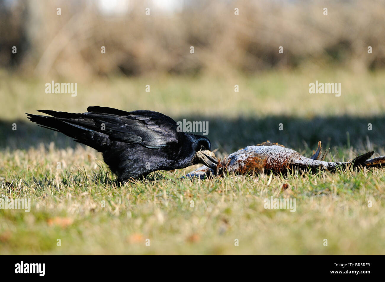 Rook (Corvus frugilegus) alimentazione su dead fagiano, Oxfordshire, Regno Unito. Foto Stock
