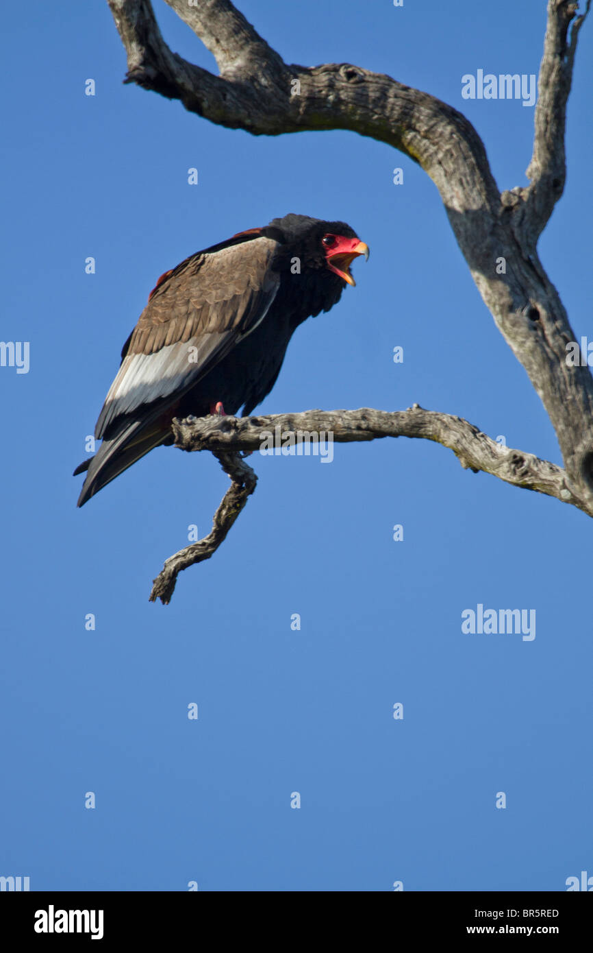 Femmina (Bateleur Terathopius ecaudatus) chiamando al suo compagno vicino al Parco Nazionale di Kruger, Sud Africa Foto Stock