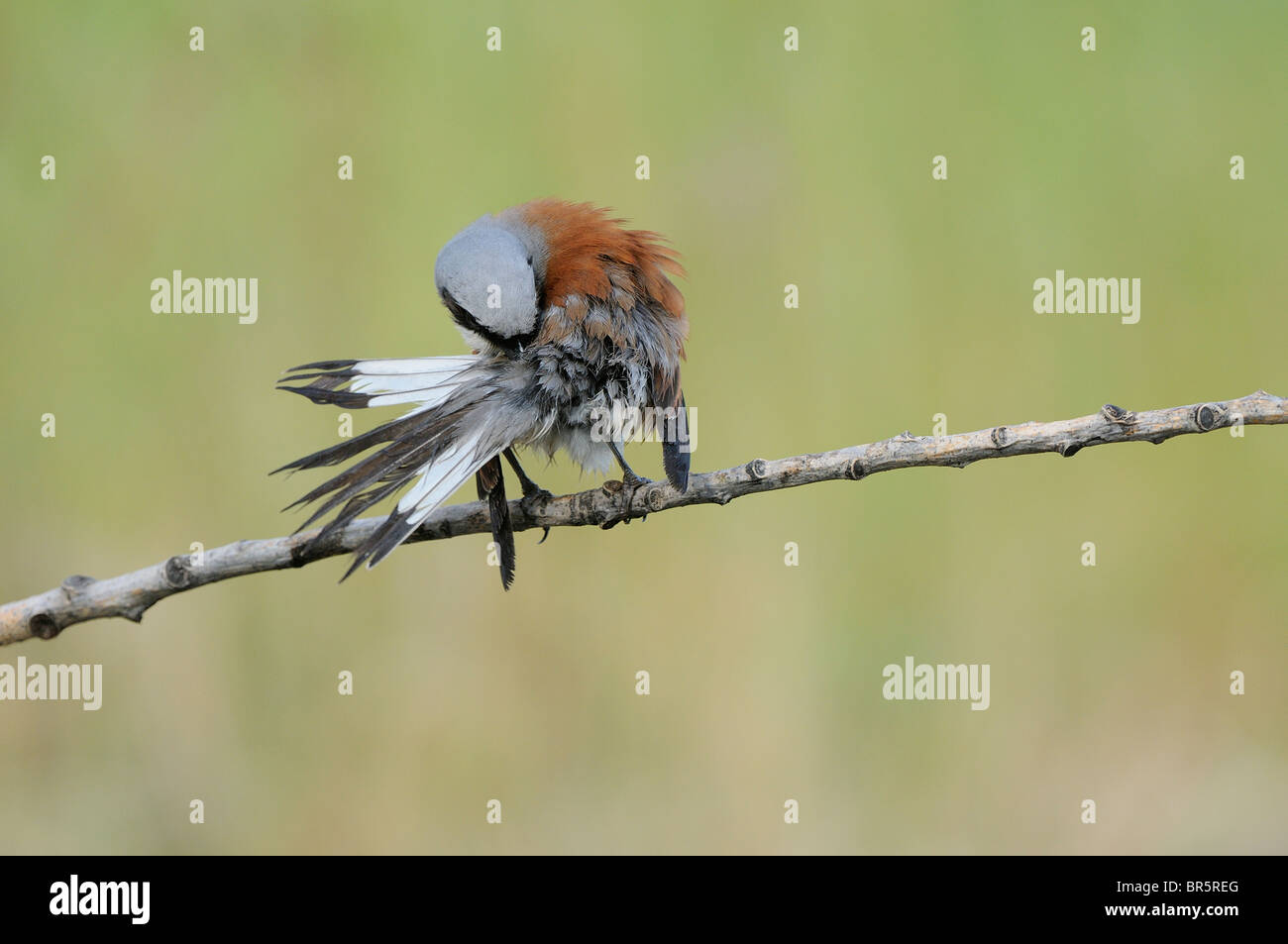 Red-backed Shrike (Lanius collurio) maschio arroccato su ramoscello preening, Bulgaria Foto Stock