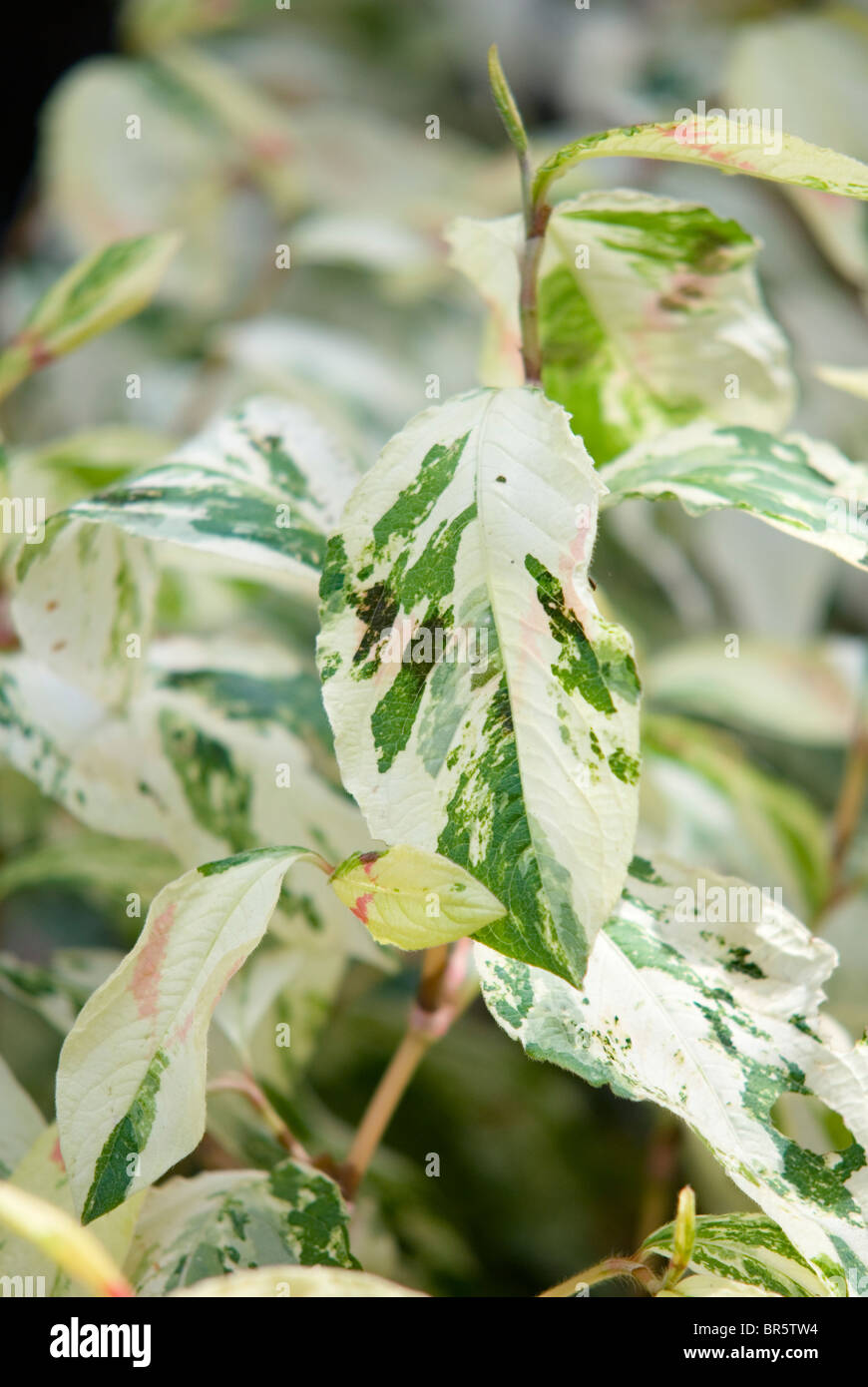 LEUCOTHOE FONTANESIANA RAINBOW Foto Stock