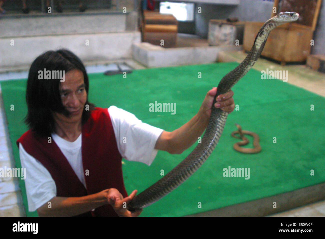 Un uomo mostra la sua snake in uno spettacolo in un locale di fattoria di serpenti attrazione turistica. Koh Samui, Thailandia Foto Stock