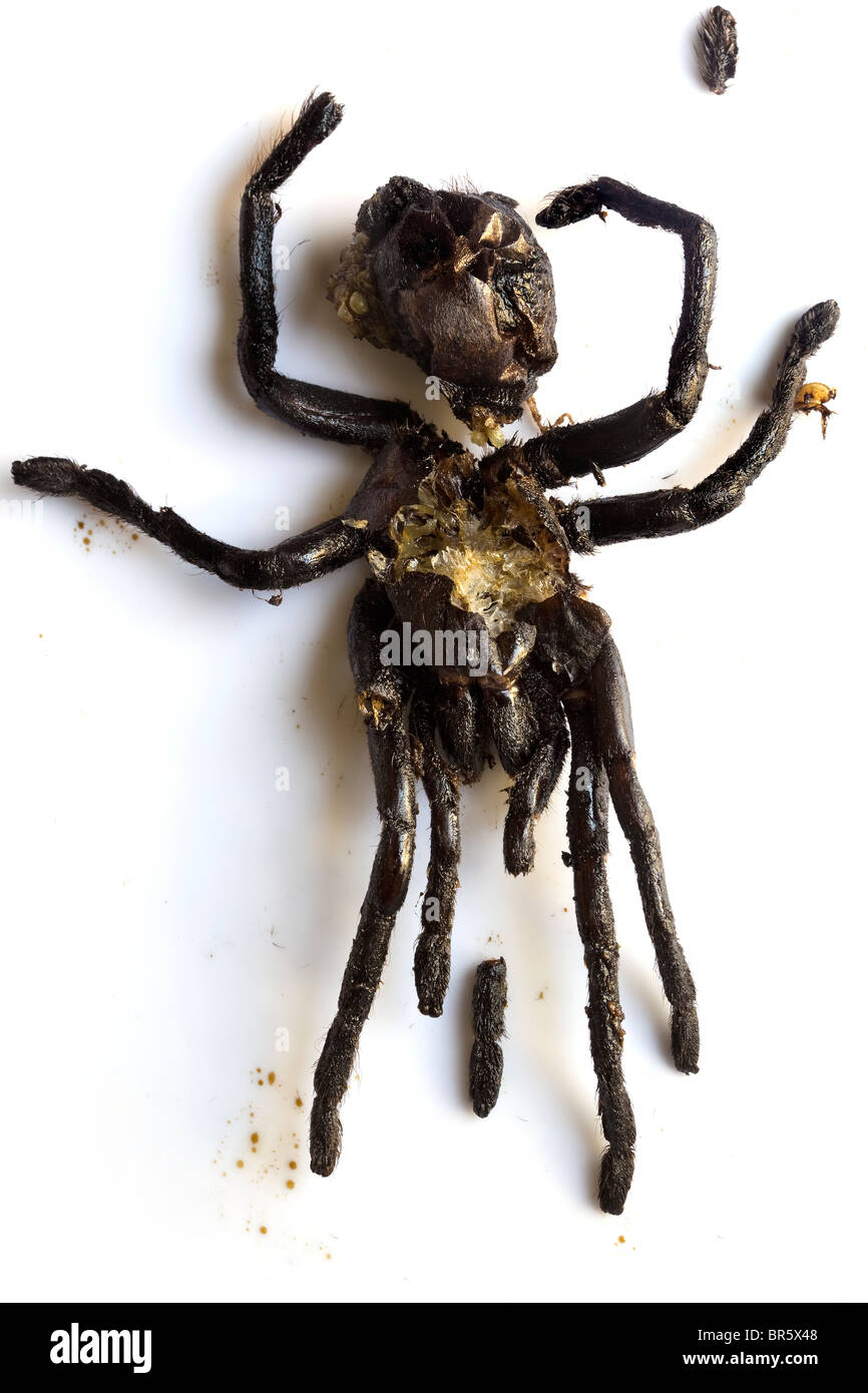 Fritto Tarantula Spider venduto come streetfood in Cambogia - un esempio dello strano o strano cibo mangiato dalle persone di tutto il mondo Foto Stock