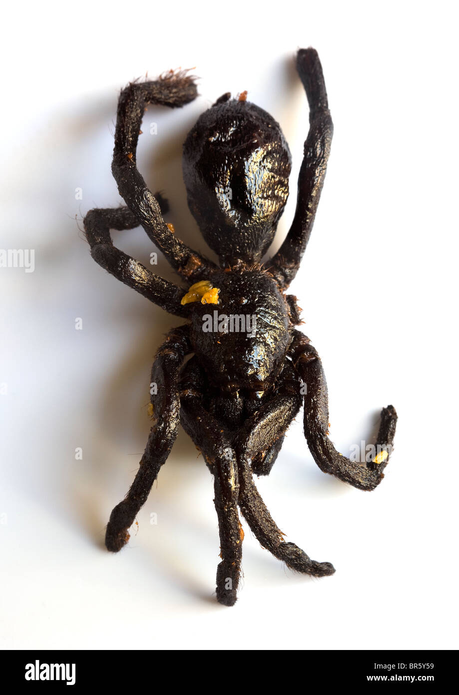 Fritto Tarantula Spider venduto come streetfood in Cambogia - un esempio dello strano o strano cibo mangiato dalle persone di tutto il mondo Foto Stock