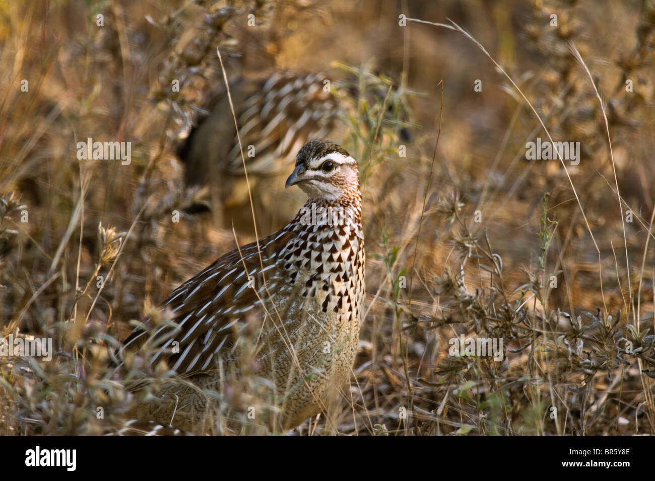 Crested Francolin (Peliperdix sephaena) (Francolinus sephaena) (Dendroperdix sephaena) Bospatrys maschio Foto Stock