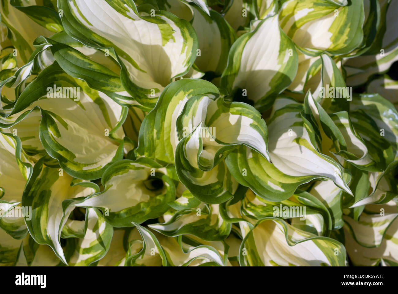 Piantaggine giglio Foto Stock