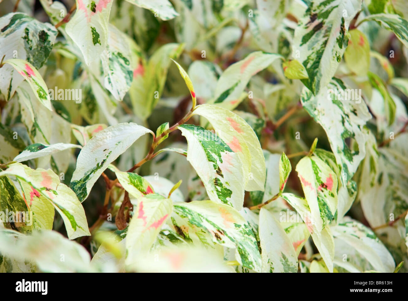 LEUCOTHOE FONTANESIANA RAINBOW Foto Stock