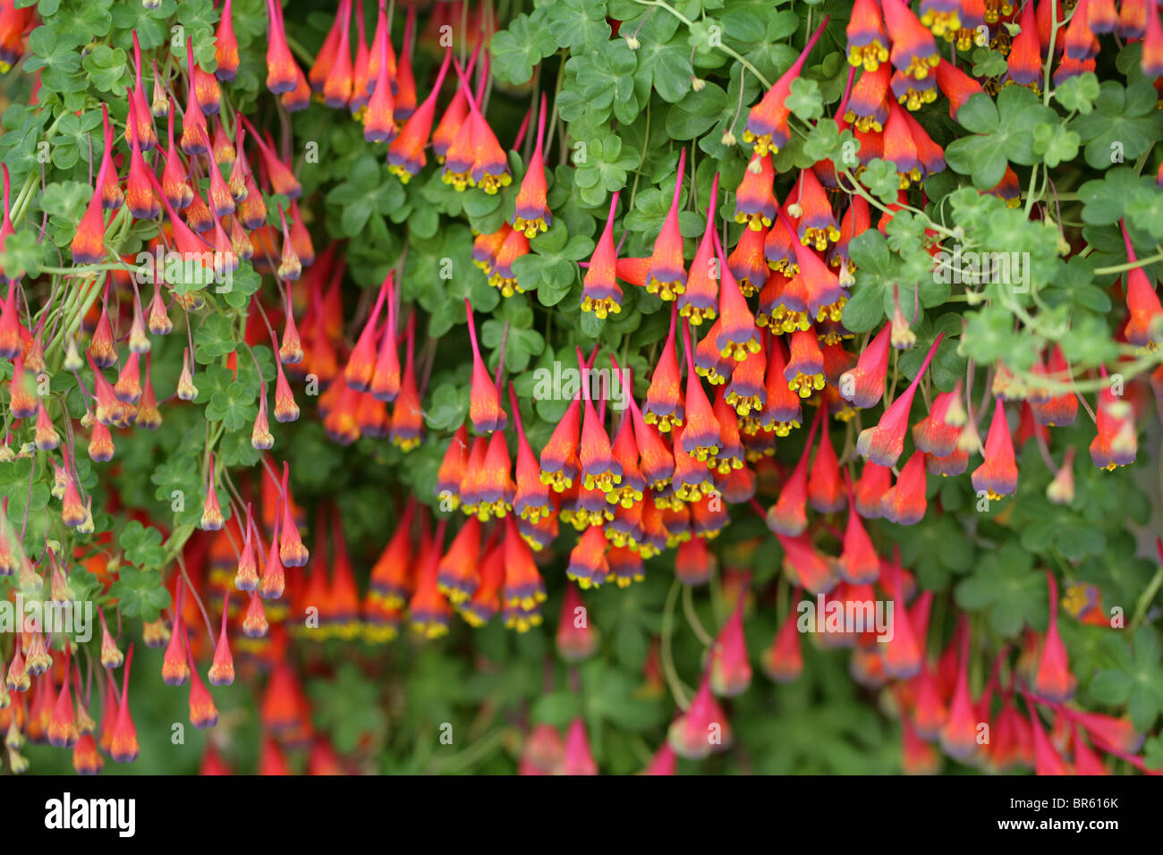 Boliviano cileno o Nasturtium,Tropaeolum tricolore, Tropaeolaceae Foto Stock