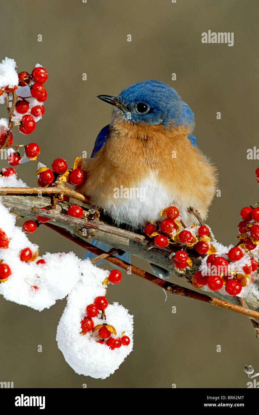 Eastern Bluebird Sialia sialis inverno USA orientale Foto Stock