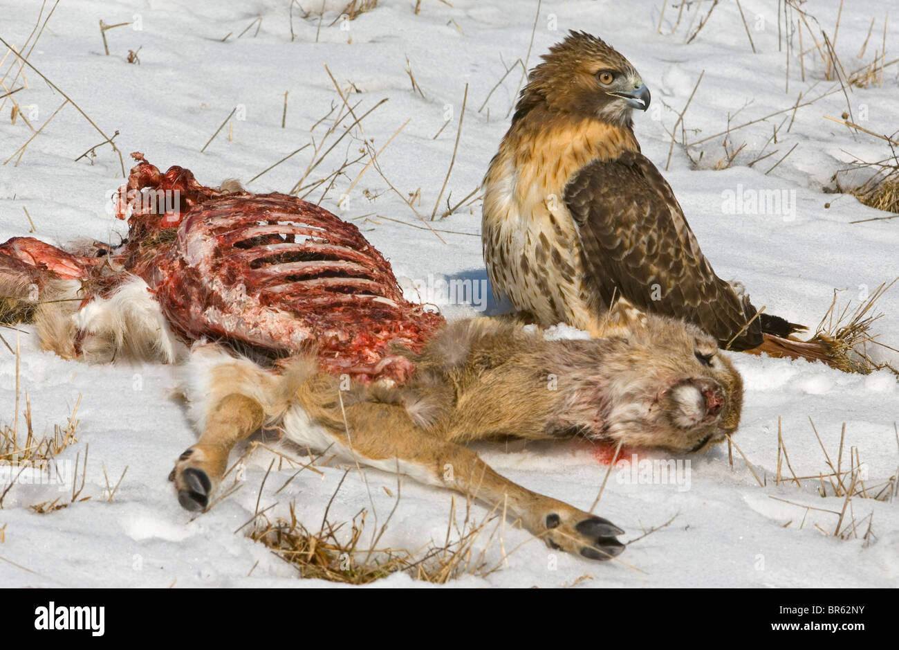 Falco Dalla Coda rossa Buteo jamaicensis che si nutrono della carcassa dei cervi negli Stati Uniti orientali, di Skip Moody/Dembinsky Photo Assoc Foto Stock