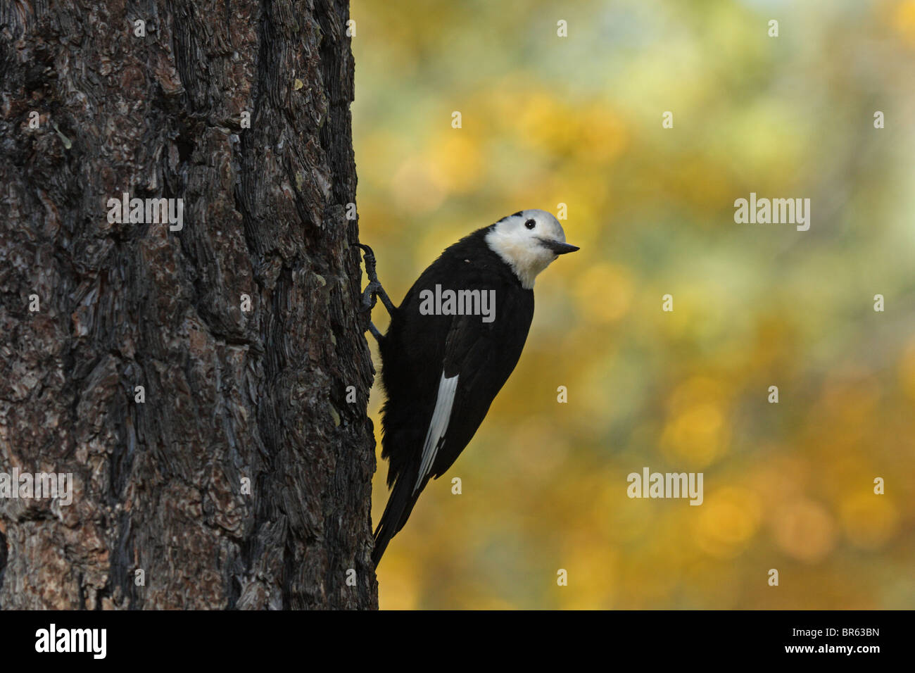 White-headed Woodpecker (Picoides albolasvatus) - aggrappandosi ad albero, California Foto Stock